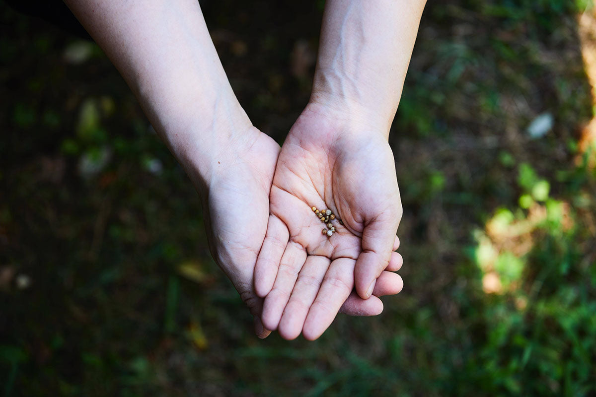 【10周年記念】10種の精油ルームフレグランス「ESSENCE OF AONAGI」| 瀬戸内リトリート青凪