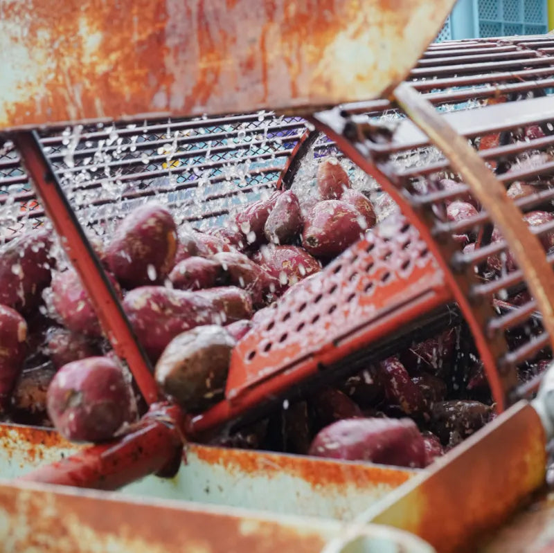 【限定焼酎】五島芋〈椿酵母仕込み〉｜五島リトリートray