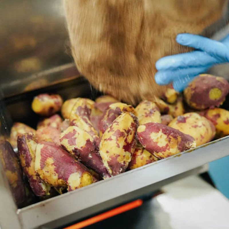 【限定焼酎】五島芋〈椿酵母仕込み〉｜五島リトリートray