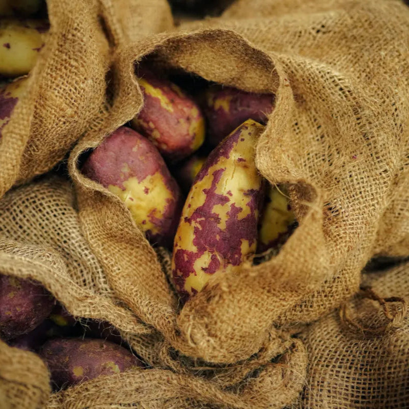 【限定焼酎】五島芋〈椿酵母仕込み〉｜五島リトリートray